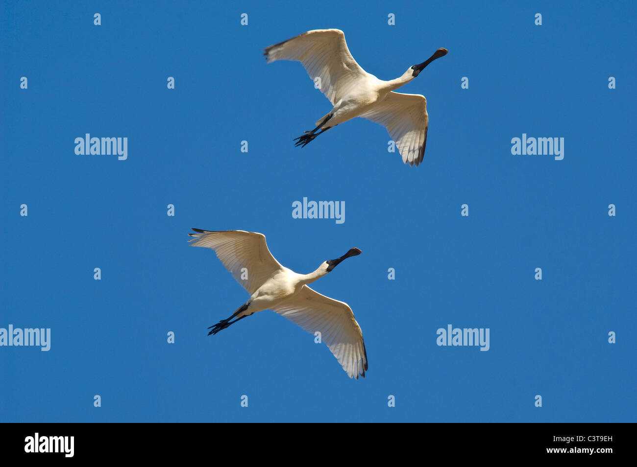 Pair of Royal Spoonbills in flight, Diamantina River, Birdsville, Queensland, Australia Stock Photo