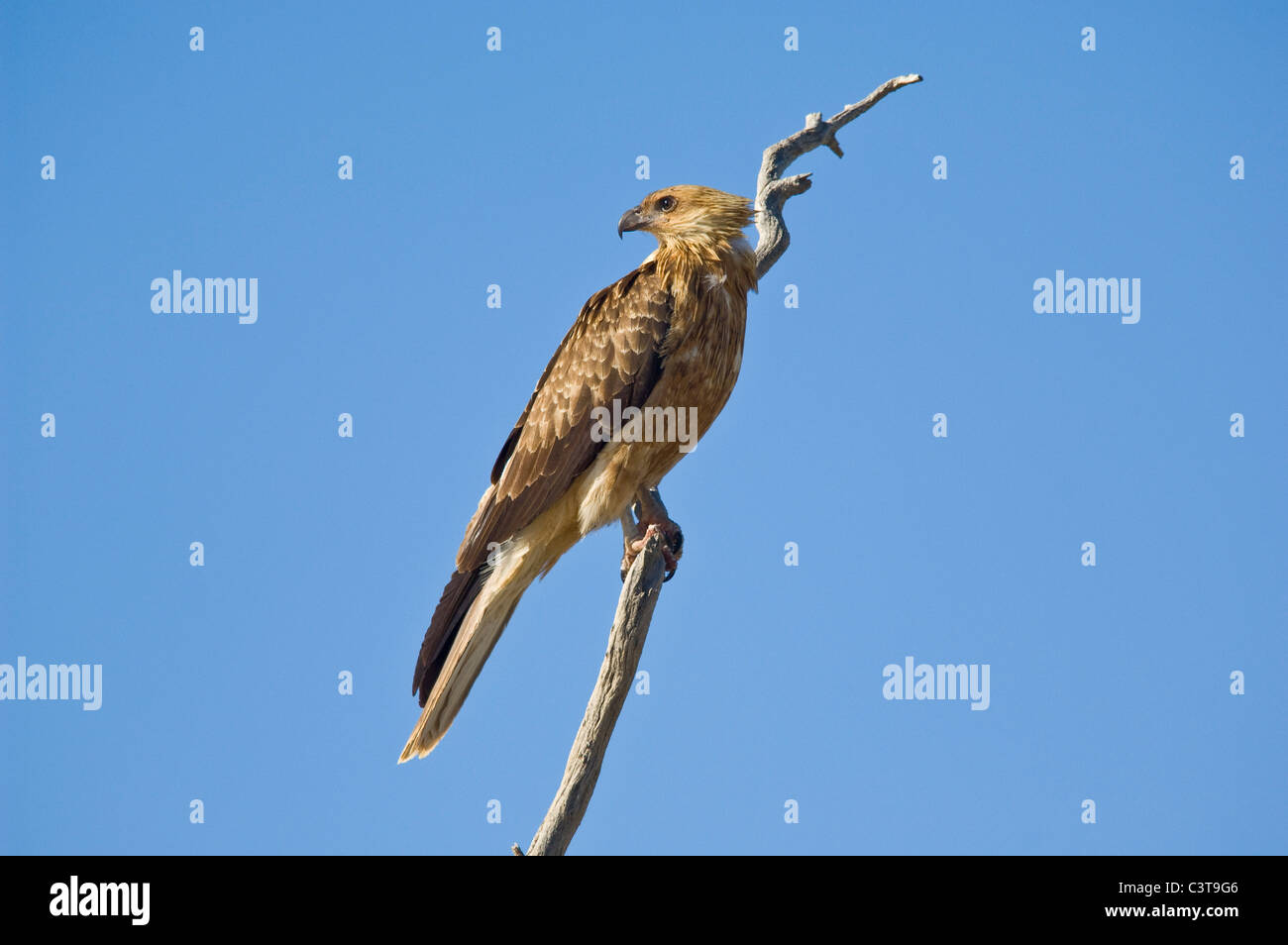 Whistling Kite, Coongie Lakes National Park, South Australia Stock Photo