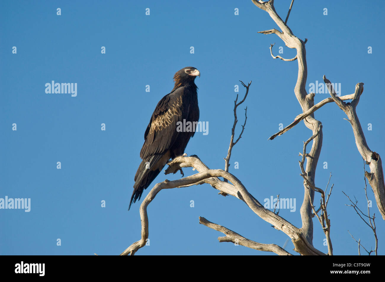 Wedge-tailed Eagle, Sturt National Park, New South Wales, Australia Stock Photo