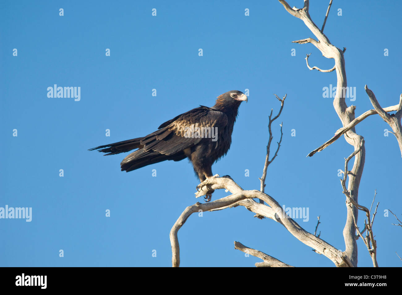 Wedge tailed eagle hi-res stock photography and images - Alamy