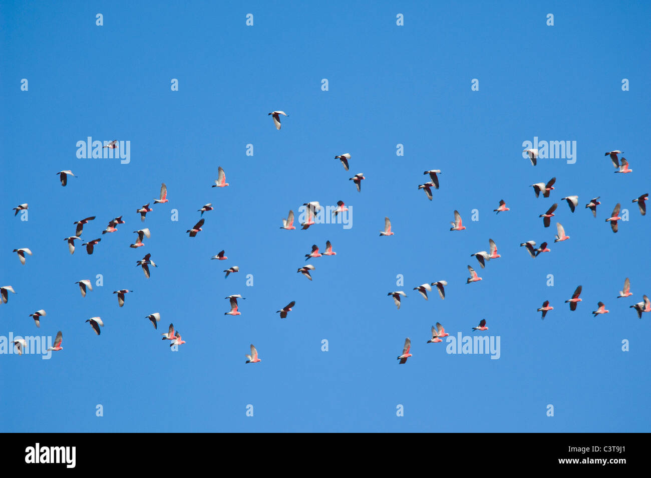 Flock of Galahs, Australia Stock Photo