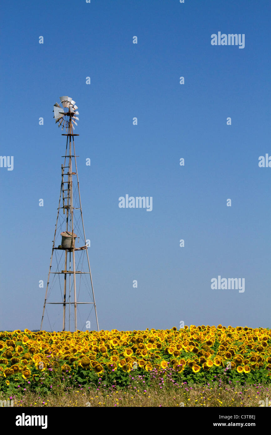 Windmill and field of sunflowers north of Necochea, Argentina. Stock Photo
