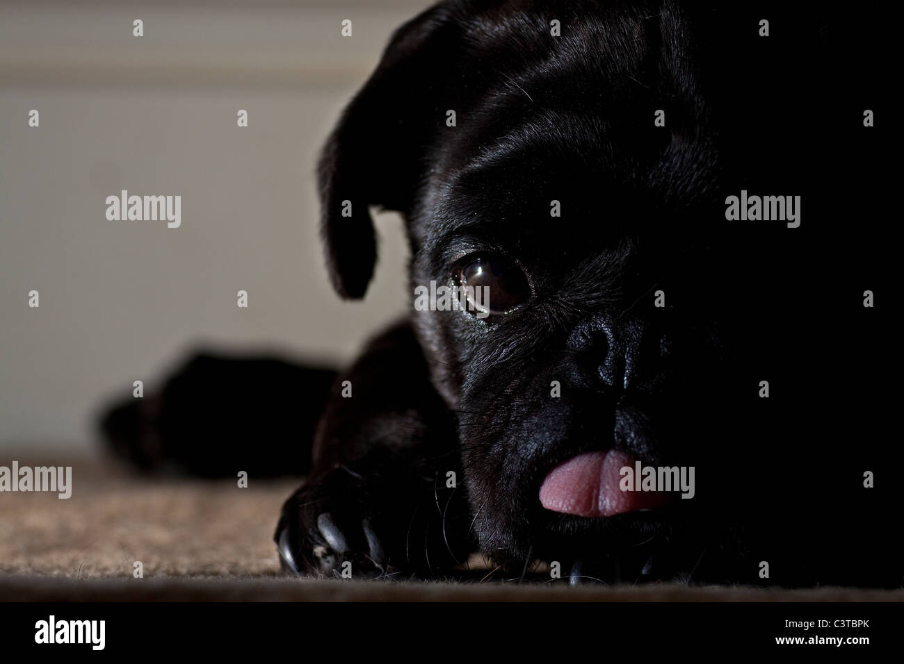 Ugly pug hires stock photography and images Alamy