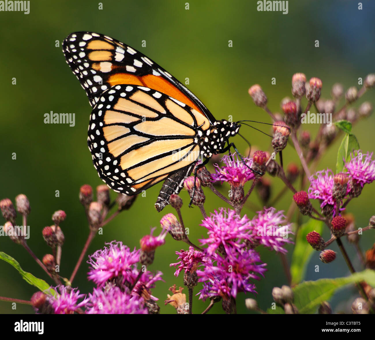 A Monarch Butterfly Nectaring On Small Pink Flowers, Danaus plexippus ...