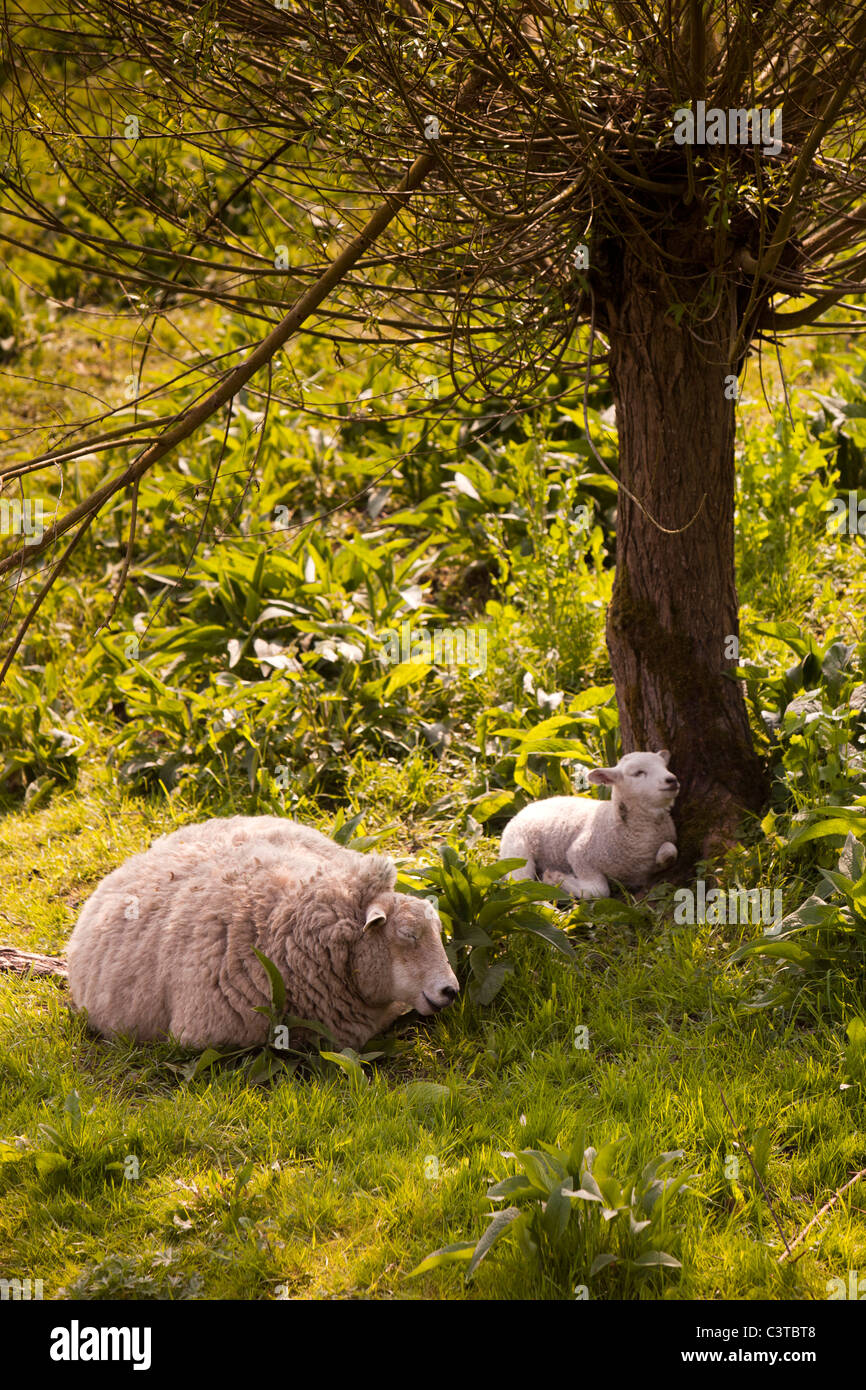 UK, Derbyshire, Peak District, Bakewell, sheep and lamb resting from sunshine in shade of riverbank tree Stock Photo