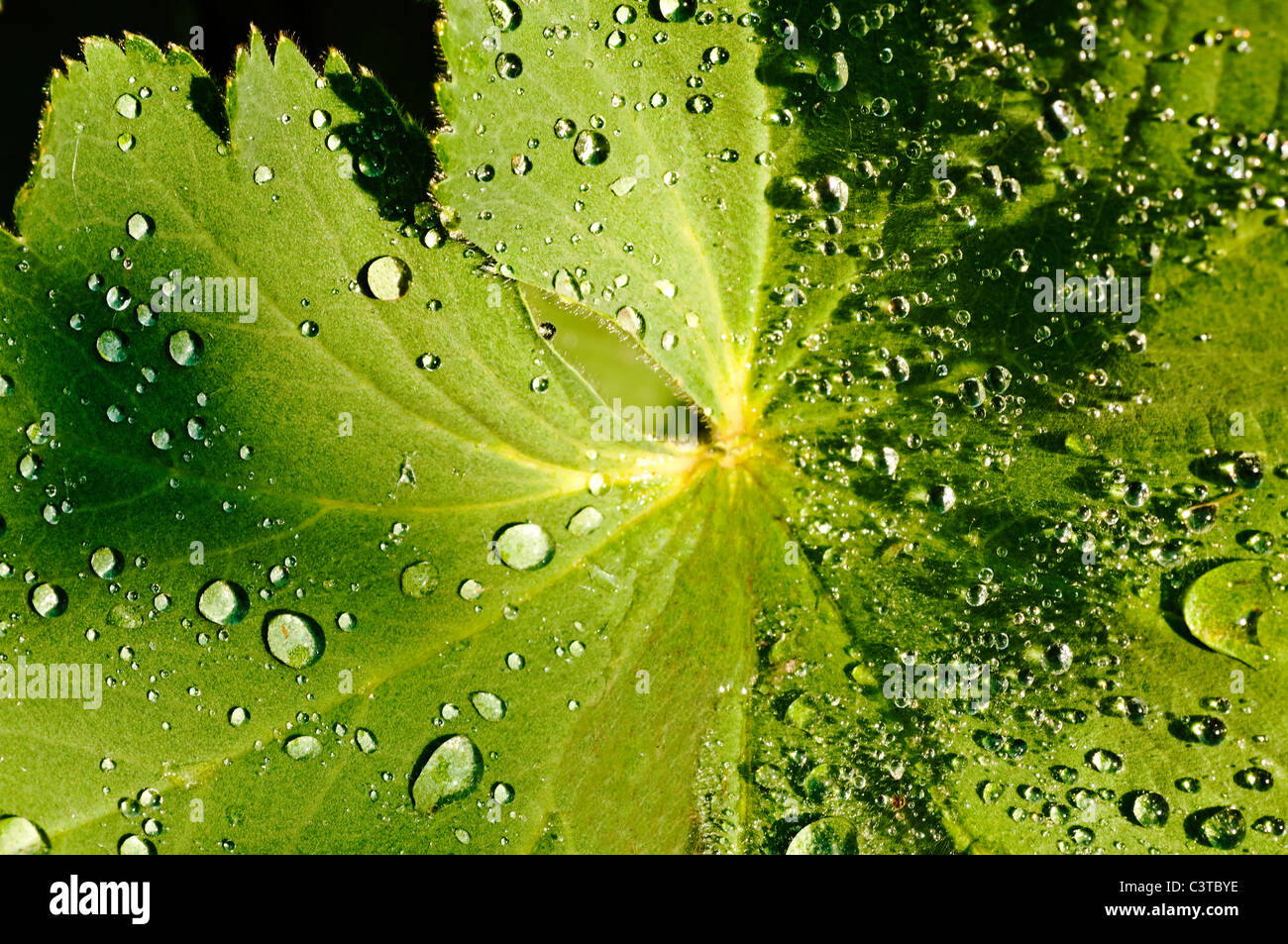 Lady mantle hi-res stock photography and images - Alamy