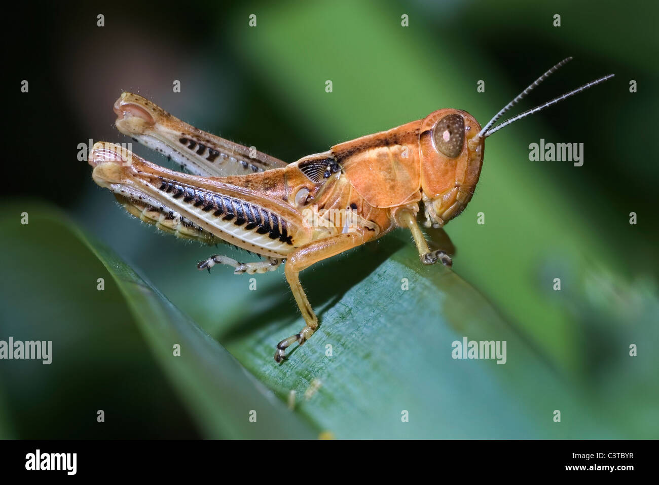Probably a Differential Nymph, Melanoplus differentialis
