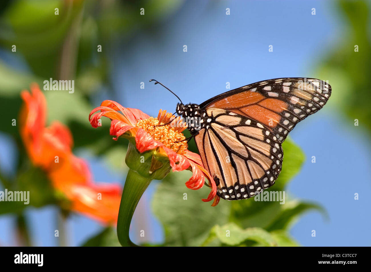 A Monarch Butterfly On A Red Flower, Danaus plexippus Stock Photo - Alamy