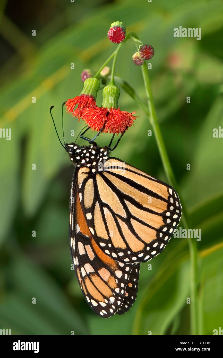 A Monarch Butterfly On A Red Flower, Danaus plexippus Stock Photo - Alamy
