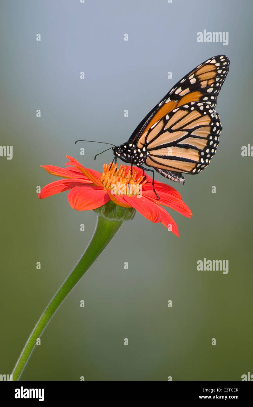 A Monarch Butterfly On A Red Flower, Danaus plexippus Stock Photo - Alamy