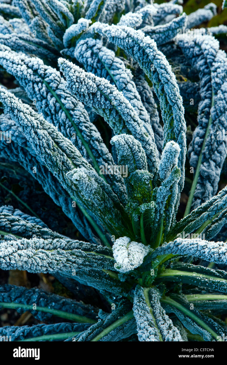 Cavalo Nero or Black Tuscan Kale covered in Frost Stock Photo