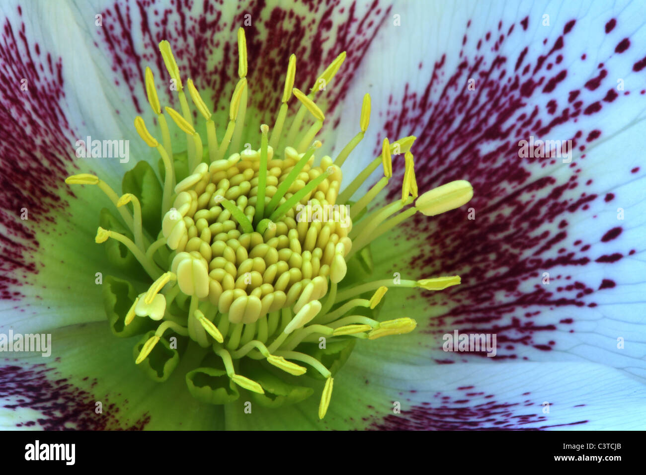 Spring flowering hellebore hi-res stock photography and images - Alamy