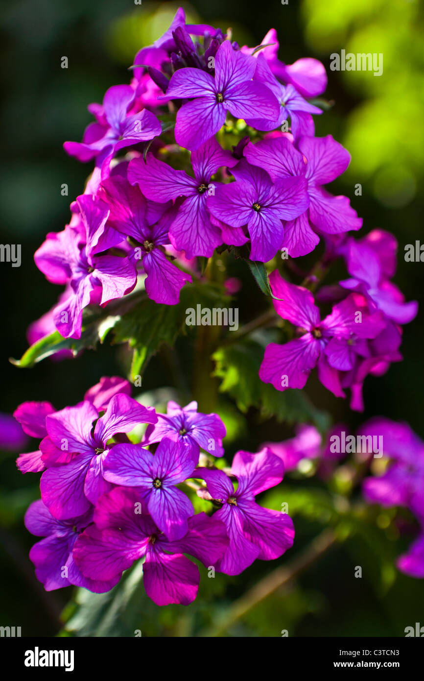 A portrait of a Purple Honesty Flower Stock Photo