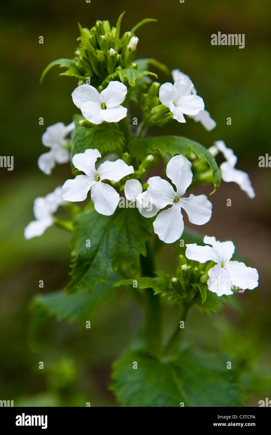 Portrait of White Honesty Flowers Stock Photo