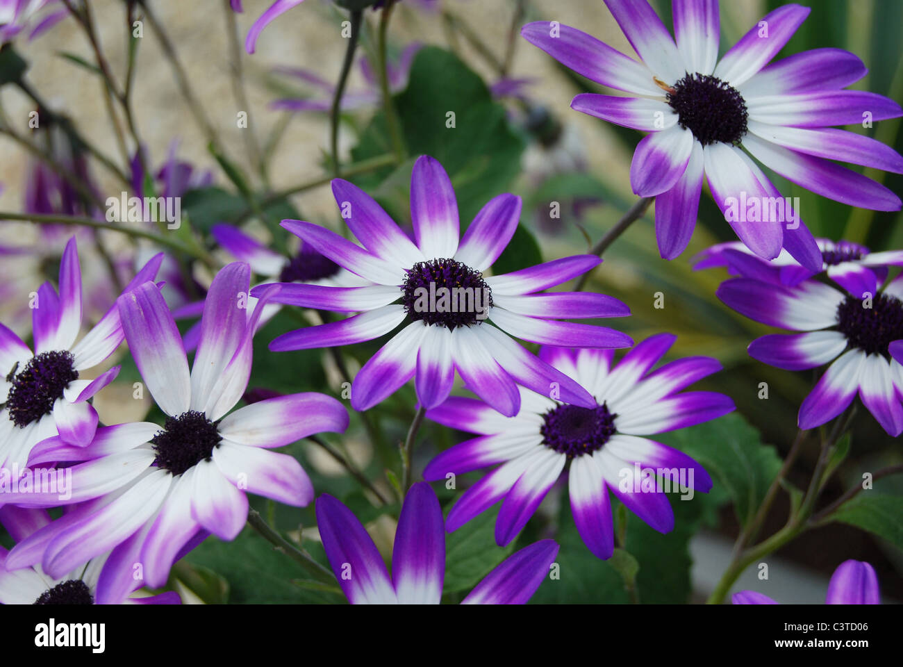 senneti/pericalis bicolour flowers Stock Photo