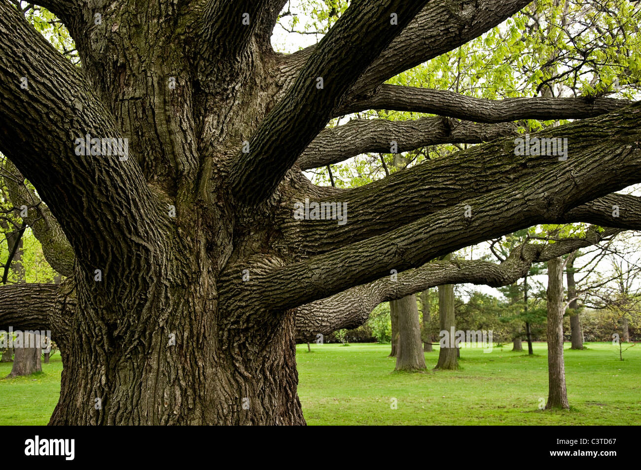 Large oak tree with outreaching branches Stock Photo Alamy