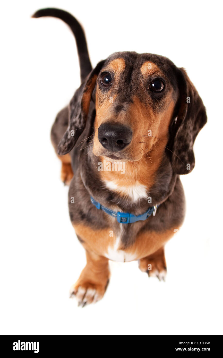 Dachshund Dalmatian Mix