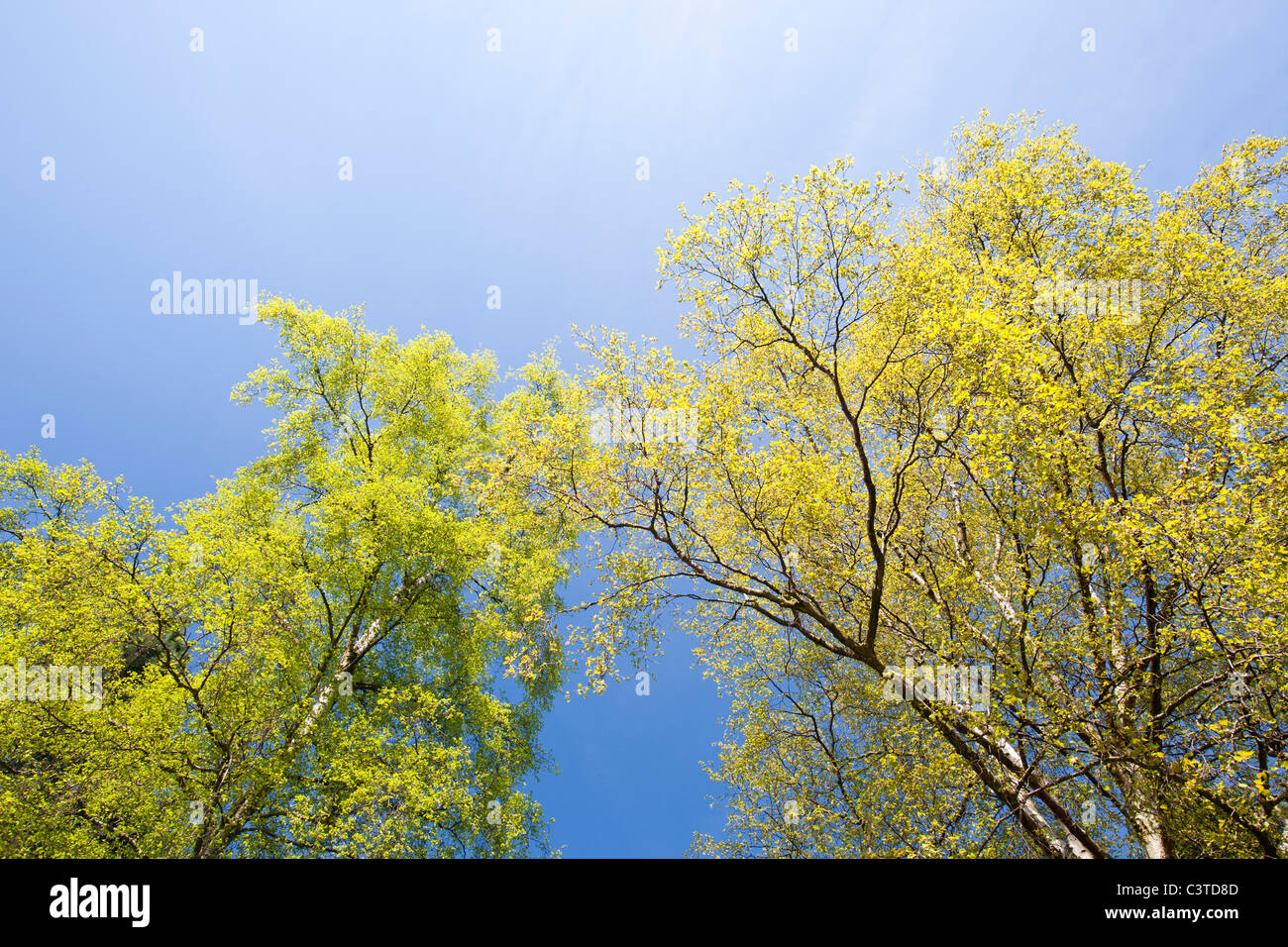 Silver Birch Betula Pendula Trees Hi res Stock Photography And Images silver-birch-betula-pendula-trees-hi-res-stock-photography-and-images