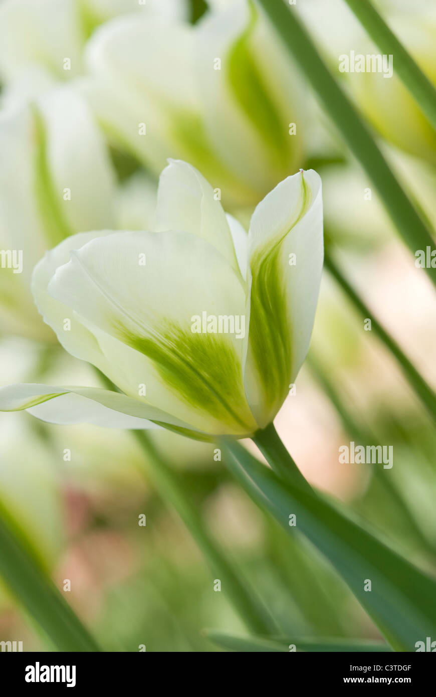 Close up of white tulip Stock Photo - Alamy