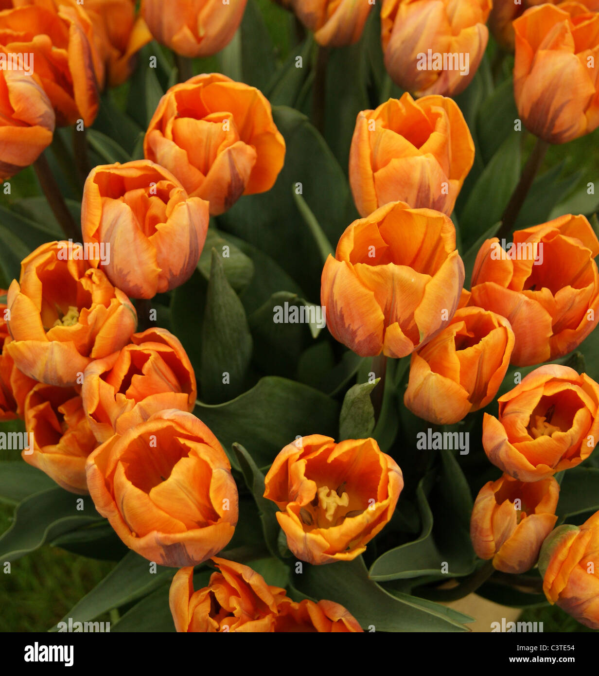 Tulip - Princess Irene Stock Photo