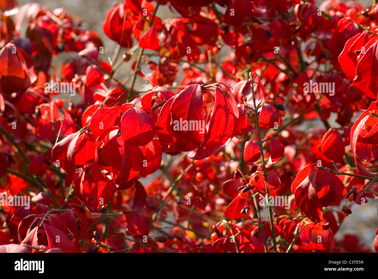The fiery autumn colours of the spindle tree, Euonymus alatus Stock Photo