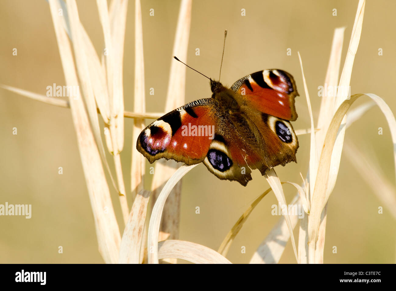 Peacock Butterfly - Aglais io Stock Photo - Alamy