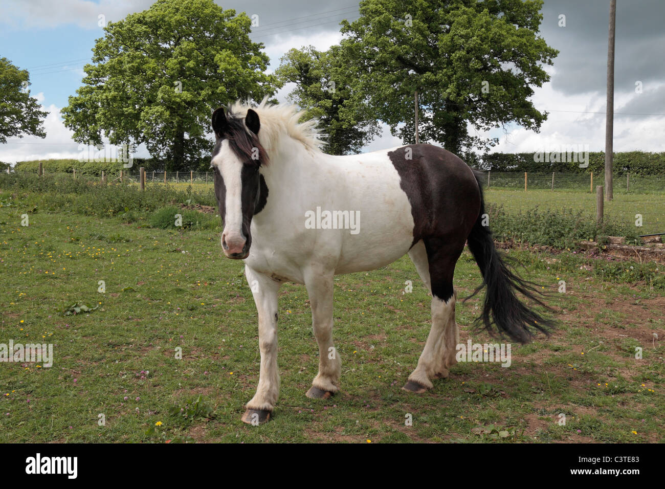 Concerned Horse Stock Photo by ©ca2hill 8963370