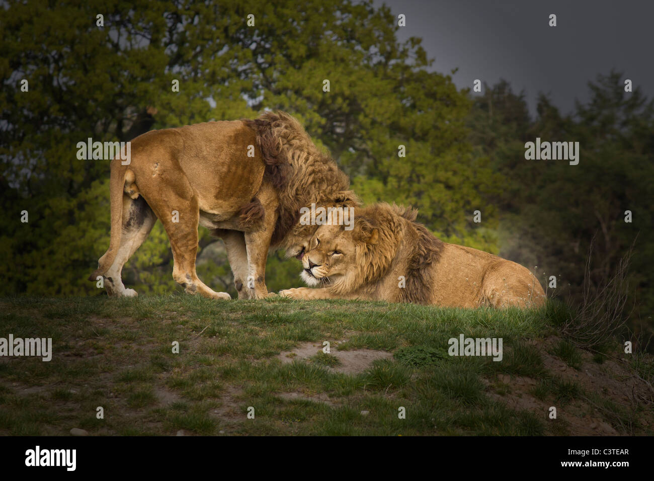 Two adult male lions snuggling up close in greeting Stock Photo