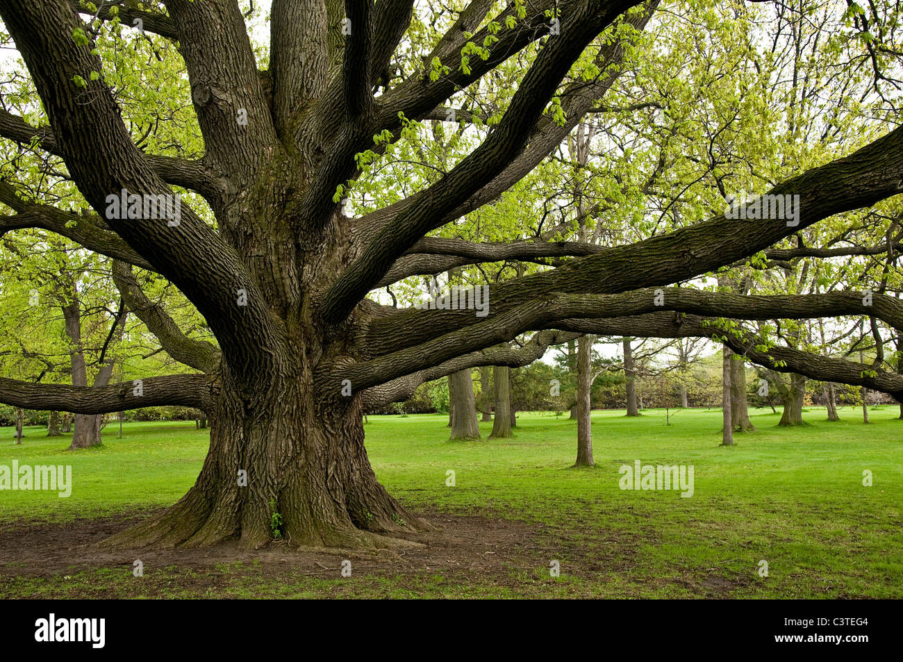 Large oak tree with outreaching branches. Stock Photo