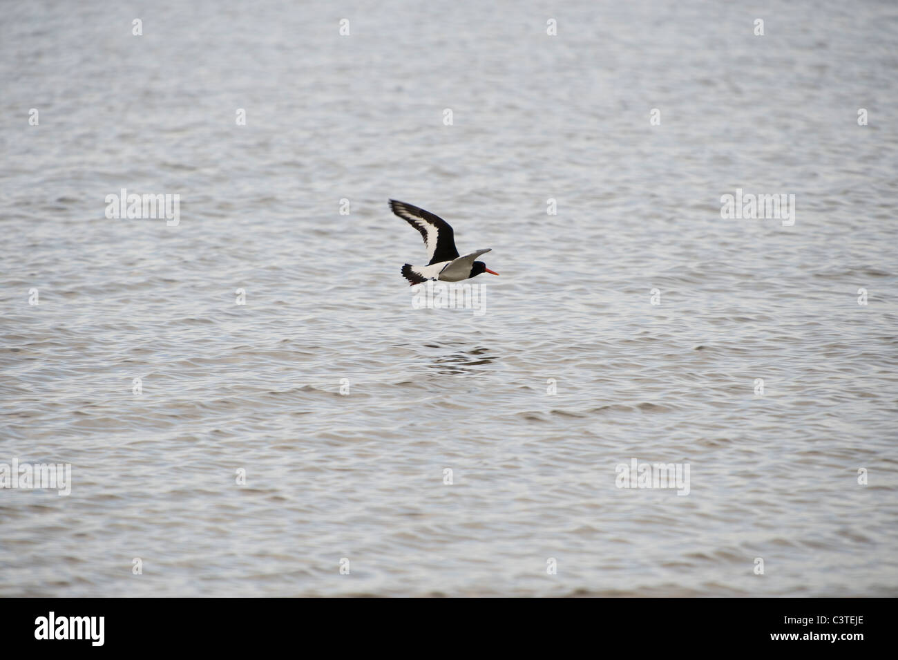 An oystercatcher flies low over the sea. Stock Photo