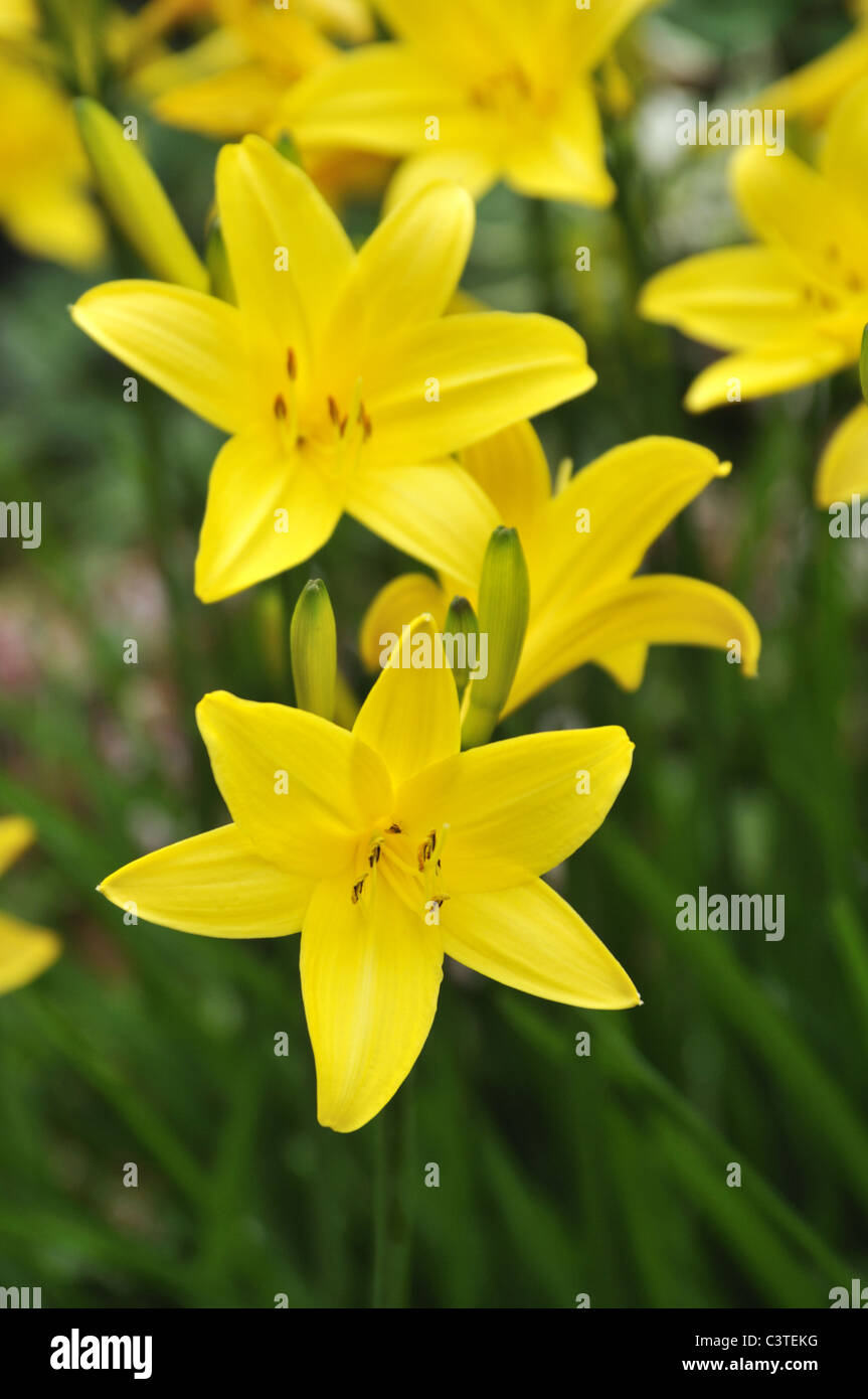Yellow Hemerocallis flowers - Day lily Stock Photo