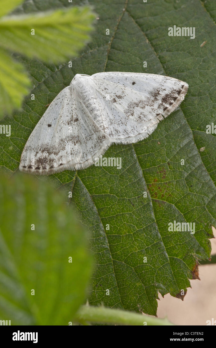 Clouded Silver (Lomographa temerata) moth Stock Photo
