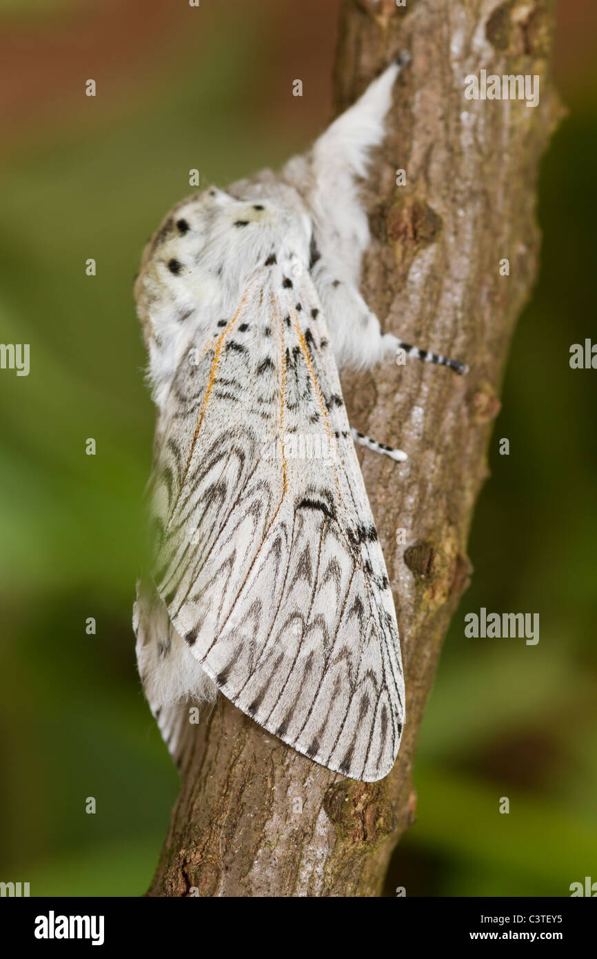 Puss Moth (Cerura vinula) Stock Photo