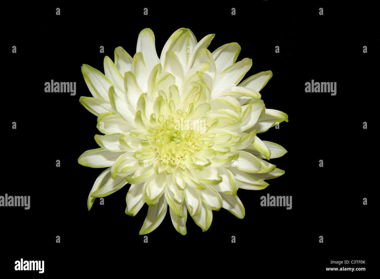 Zembla hires stock photography and images Alamy