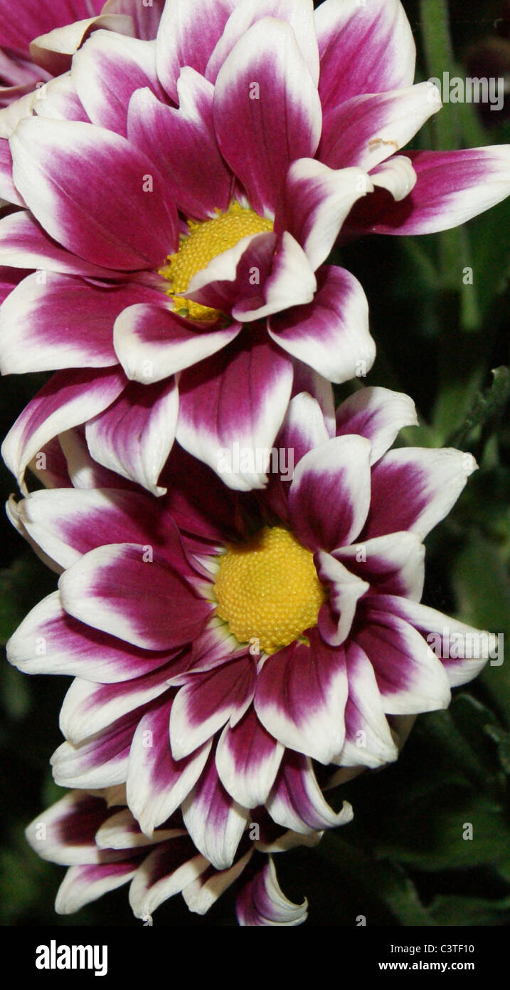 Chrysanthemum - New Orinoco Stock Photo