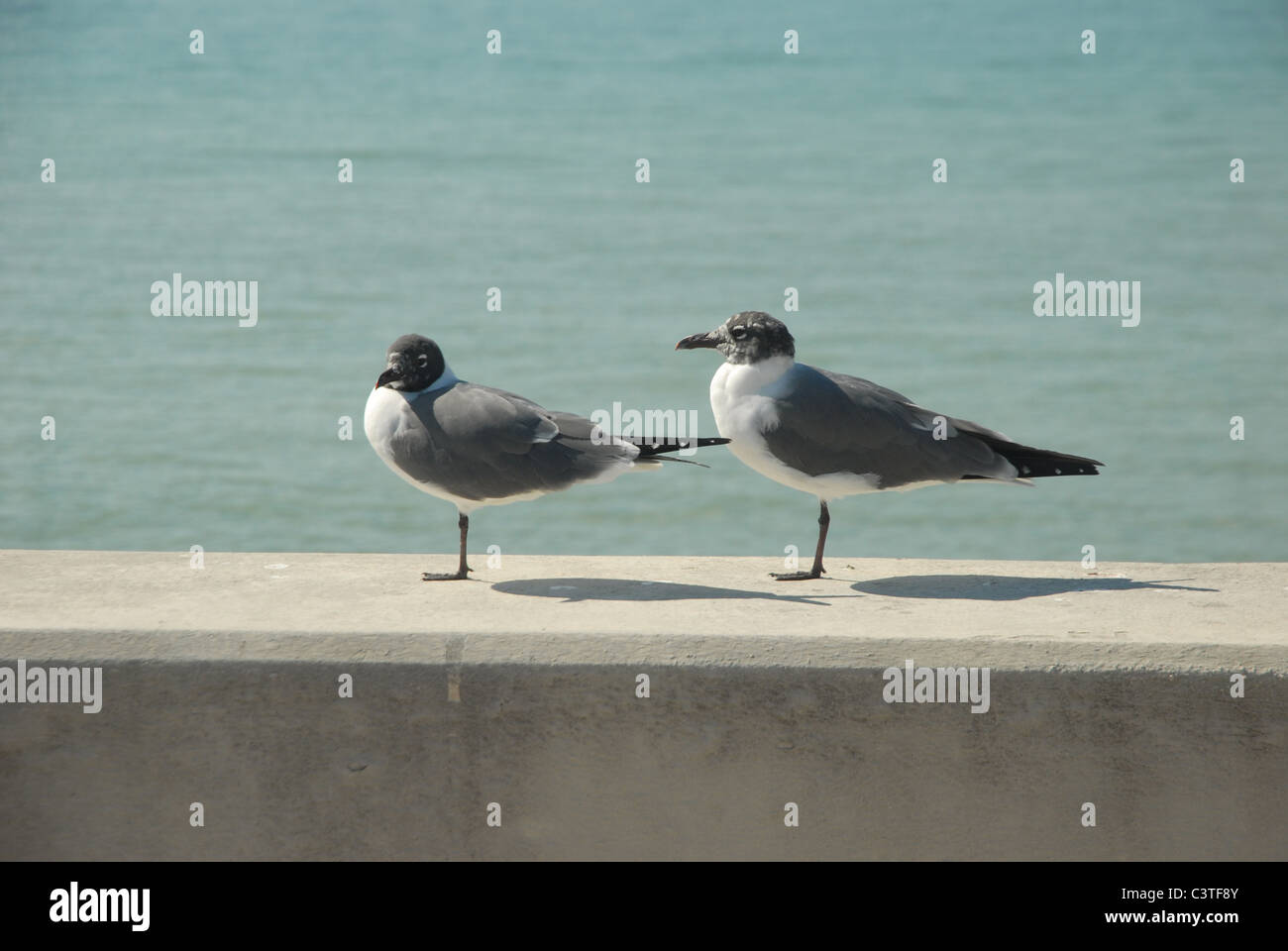 Birds sit on a wall by the Desoto Park Gulf Pier in St. Petersburg