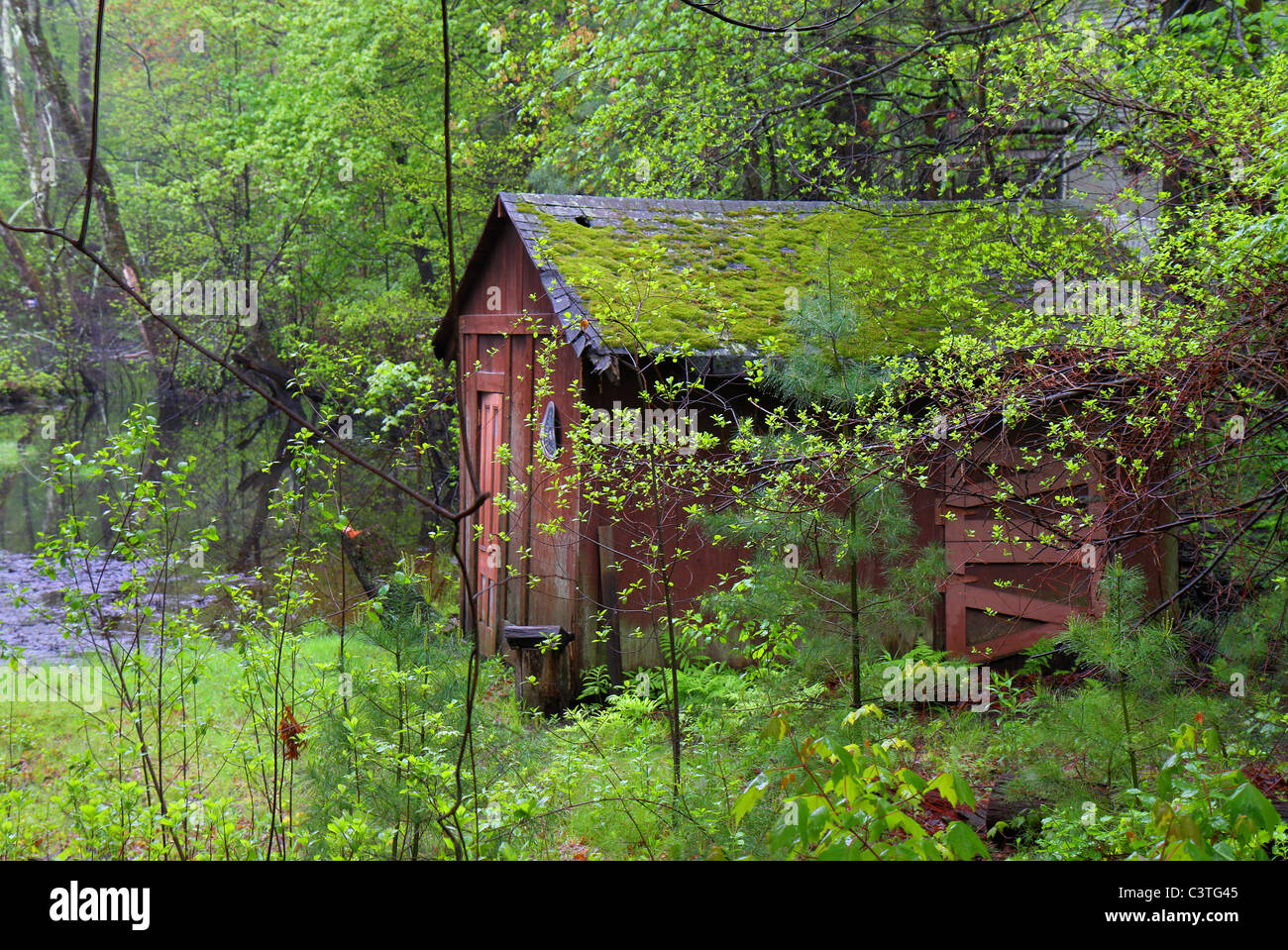 New england forest hi-res stock photography and images - Alamy
