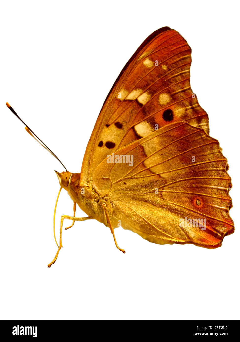 golden butterfly isolated on white Stock Photo