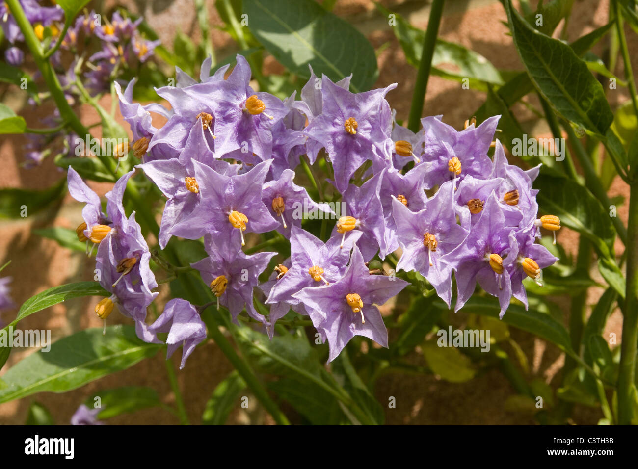 Solanum plant Stock Photo