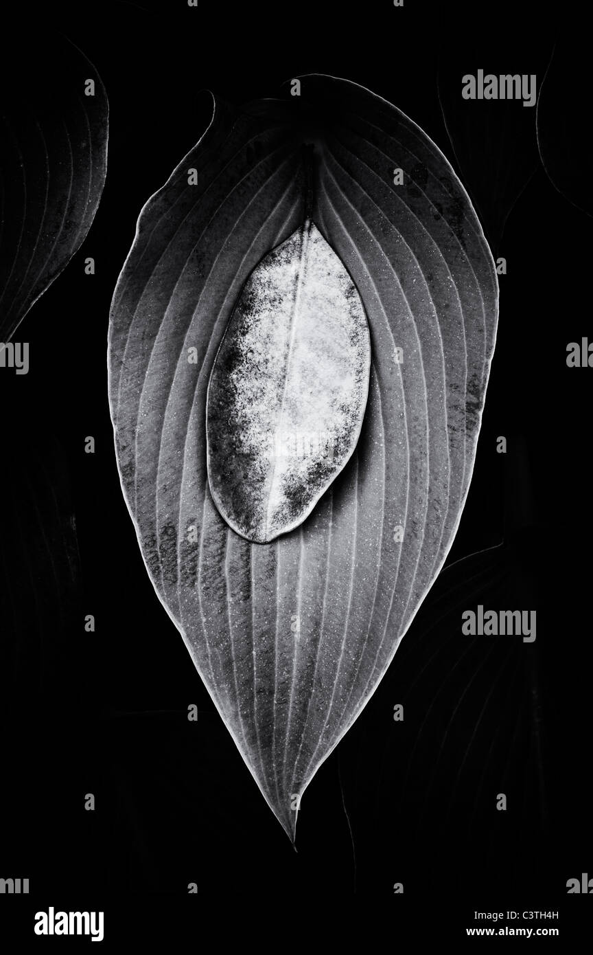 Fallen Rhododendron leaf on a Hosta Halcyon leaf. Black and White Stock Photo