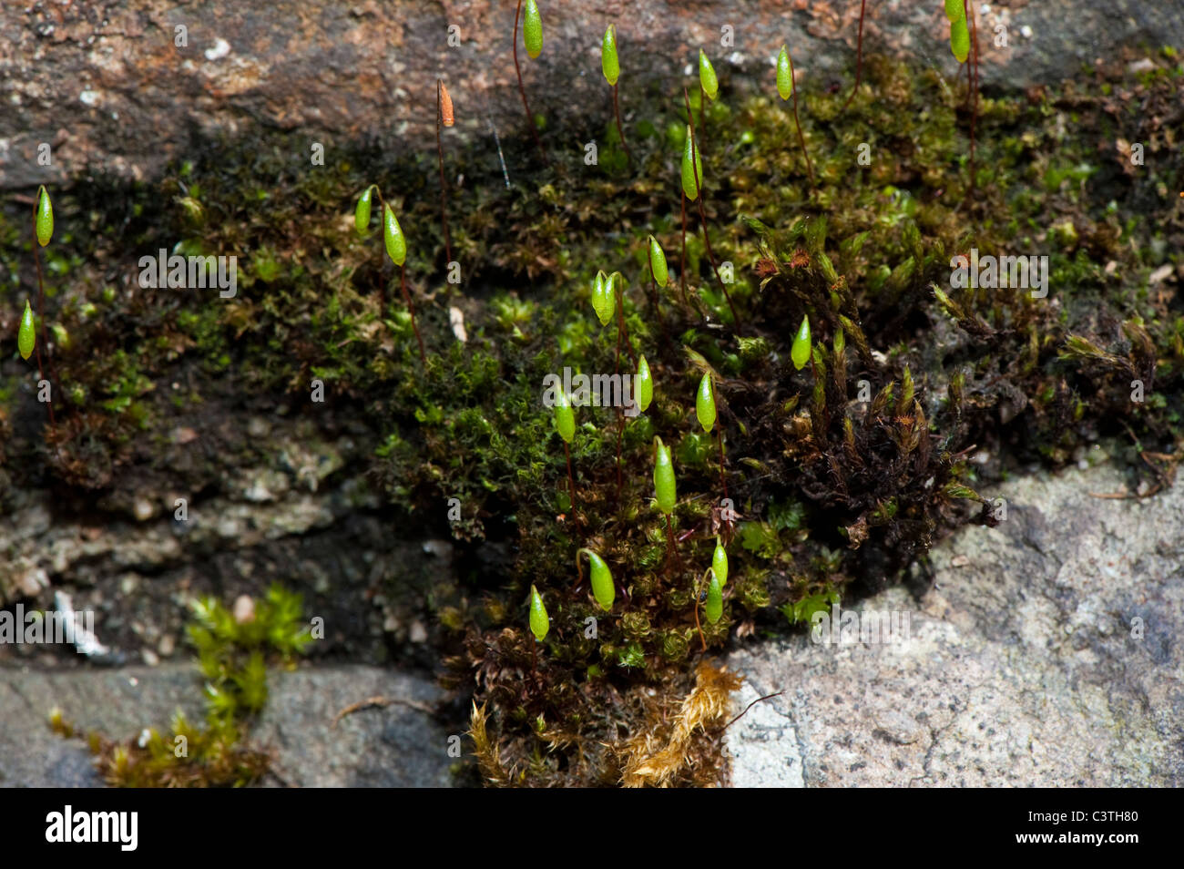 Bryum capillare moss and seed head on rocks in shady woodland Stock Photo