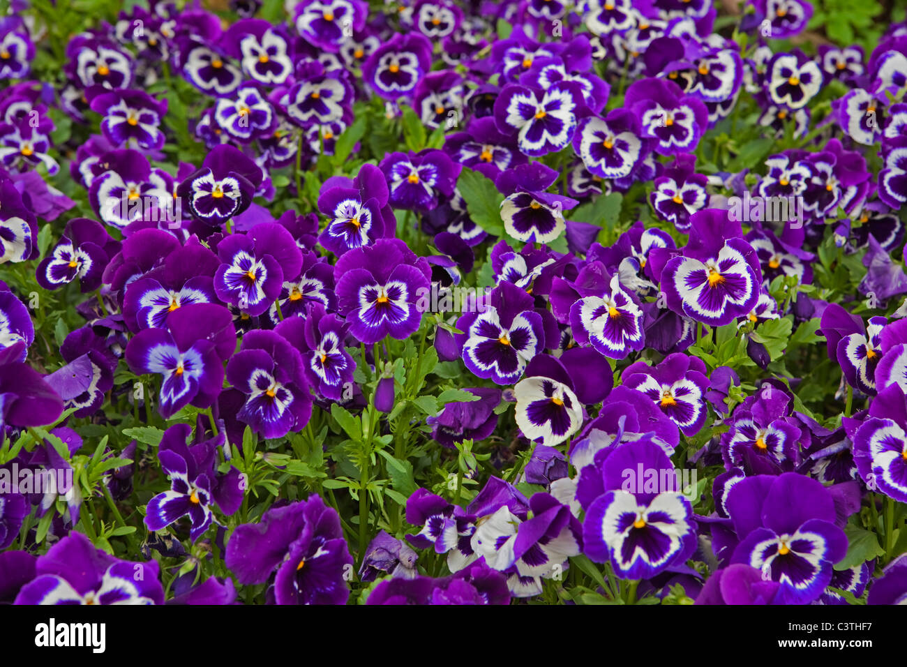 A Bed of Pansies Stock Photo