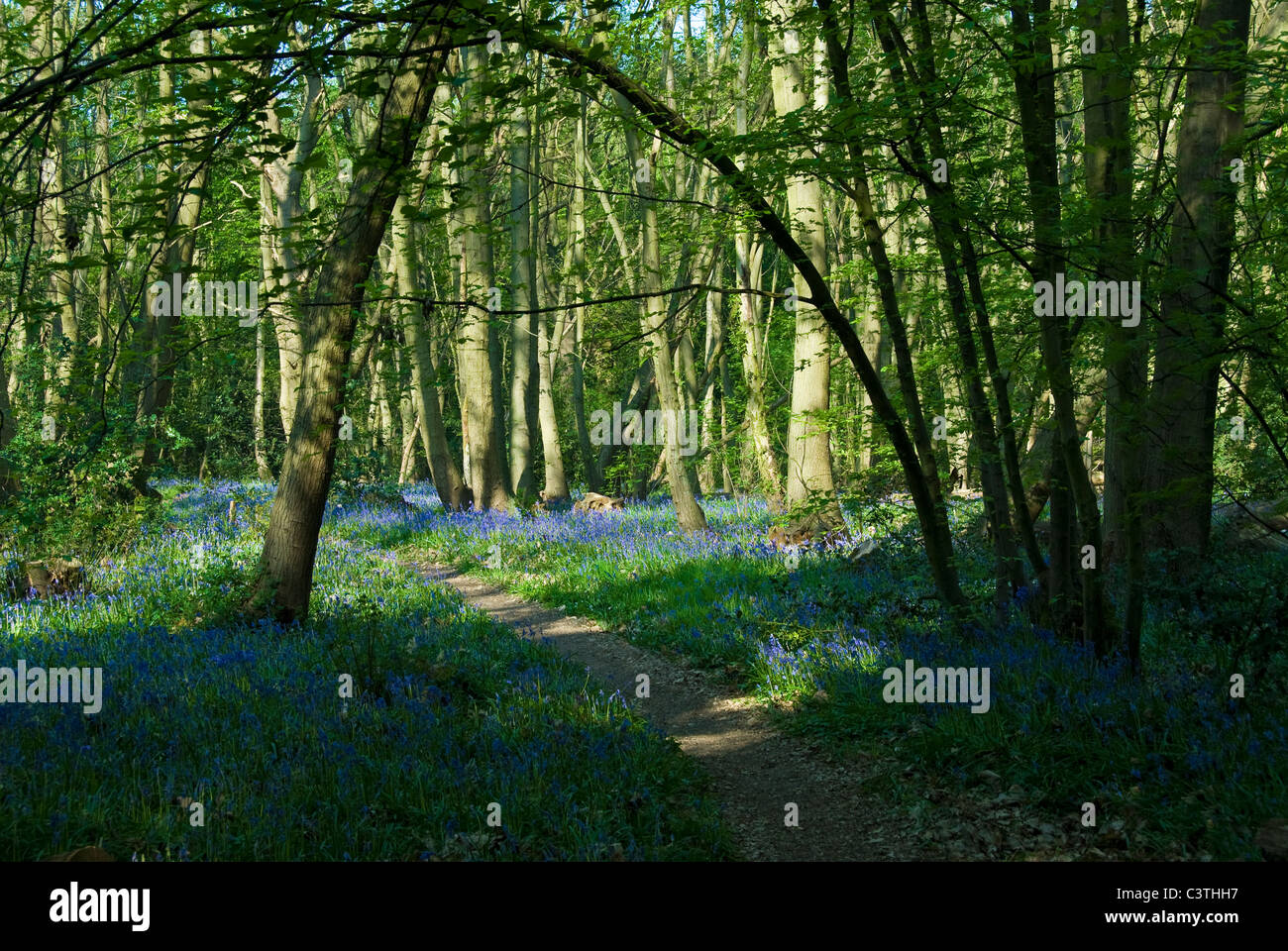 English Bluebells in a woodland Stock Photo - Alamy