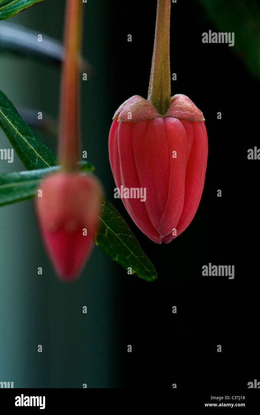 Crinodendron hookerianum Stock Photo