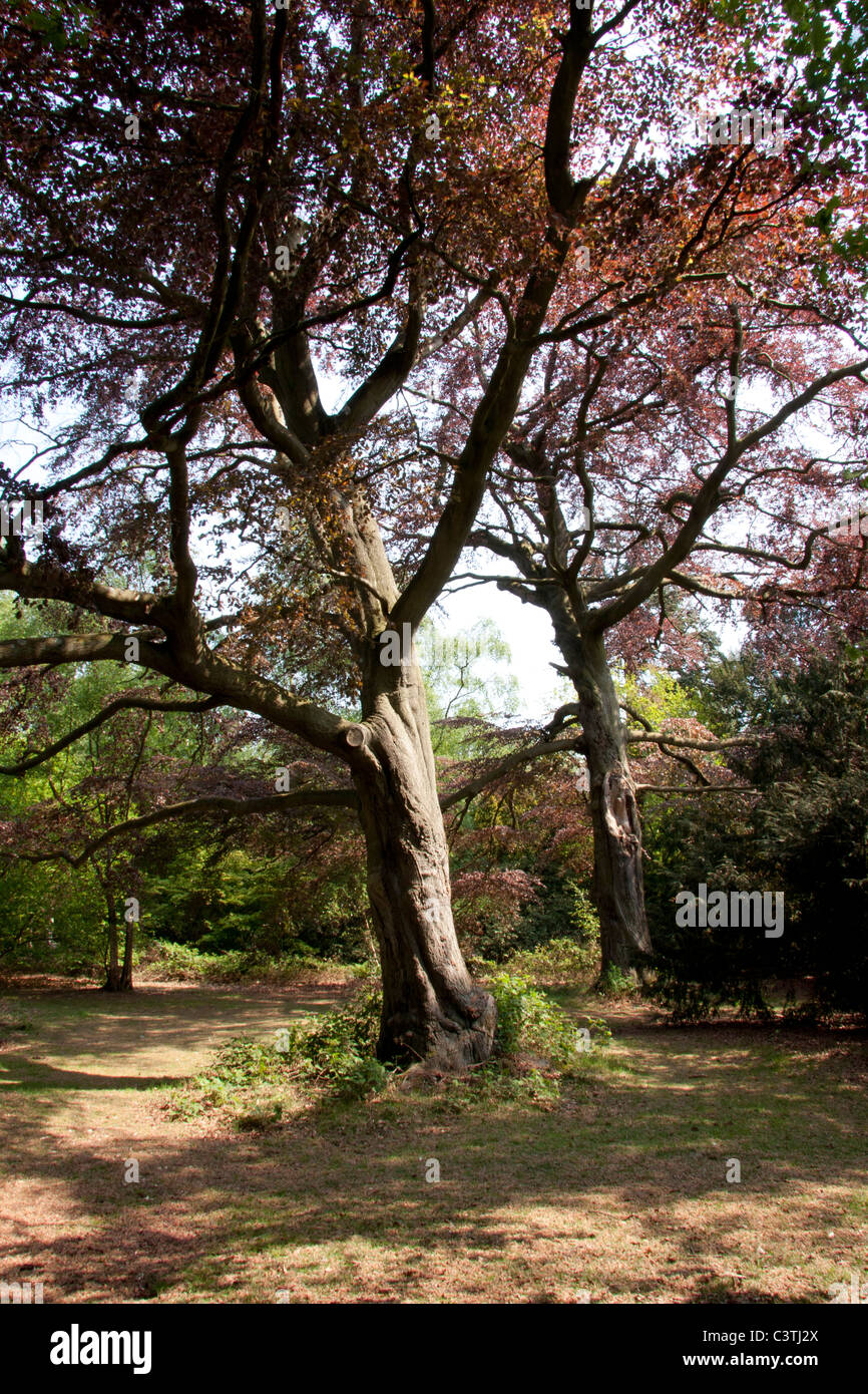 Copper Beech trees Stock Photo