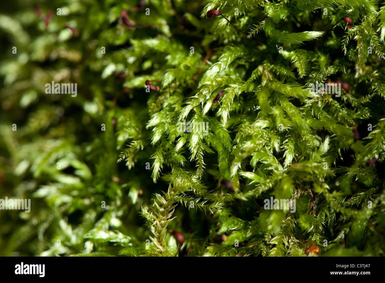 Eurhynchium praelongum moss on tree trunk in shady woodland. Stock Photo