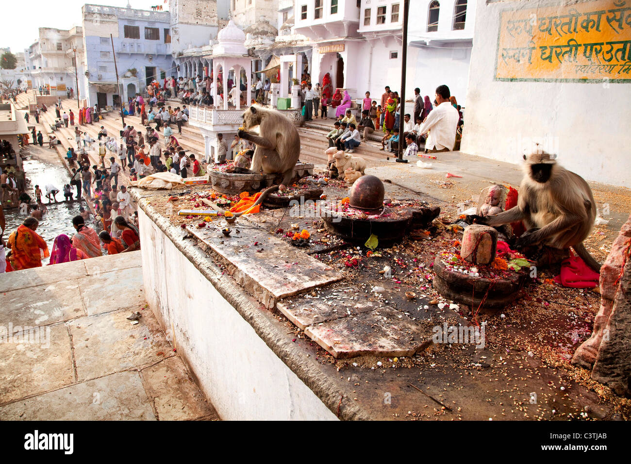 Indian people and daily life during the annual camel fair in Pushkar, Rajasthan, India, Asia Stock Photo