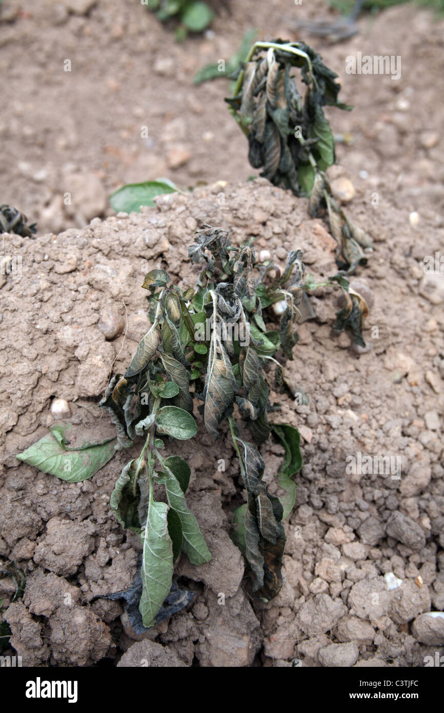 Frost damage potato hires stock photography and images Alamy