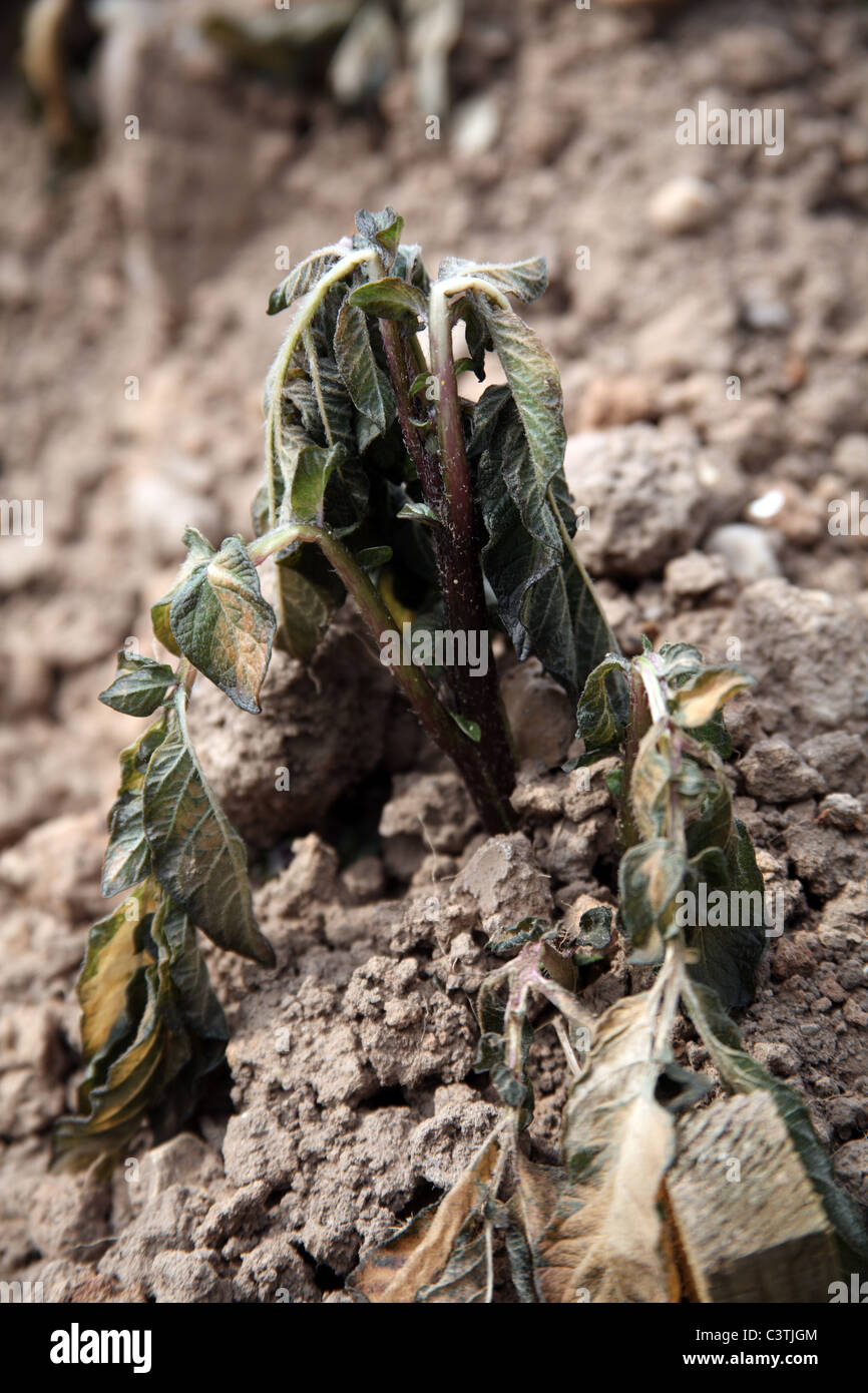 Frost Damaged Red Duke of York Potato Plants on an Allotment Stock Photo