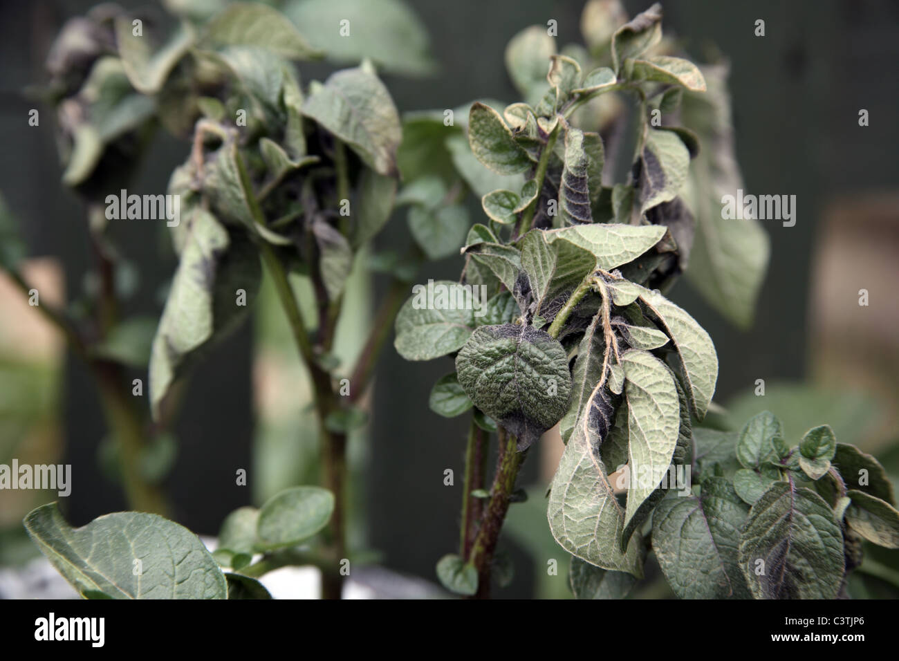 Frost Damaged Red Duke of York Potato Plants on an Allotment Stock Photo